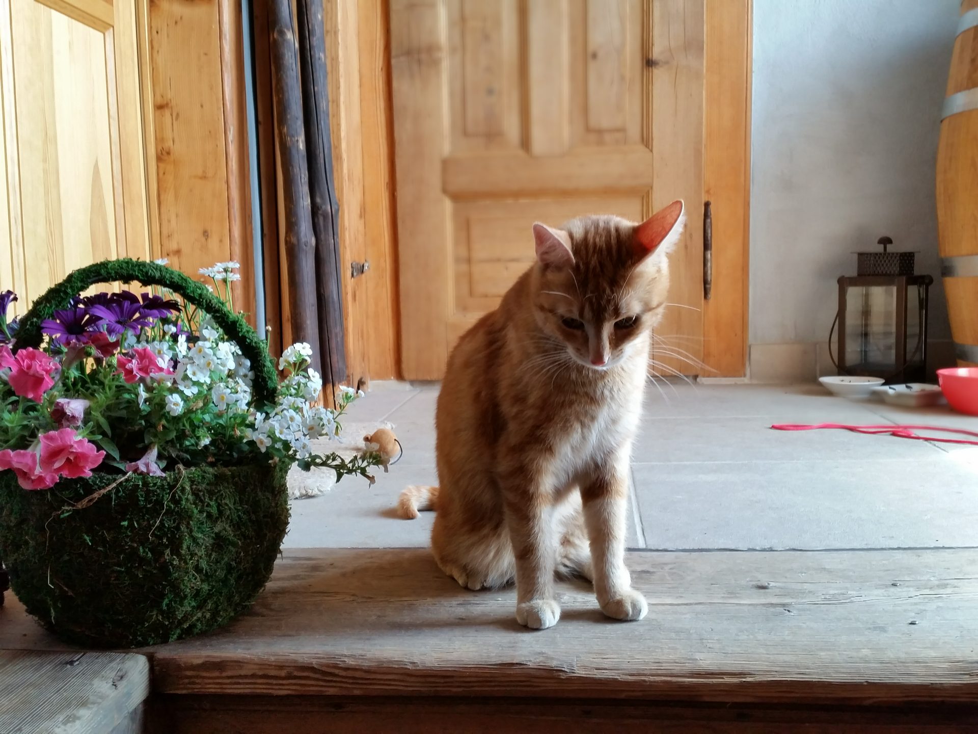 花かごのそばの木の敷居に座る茶白の猫